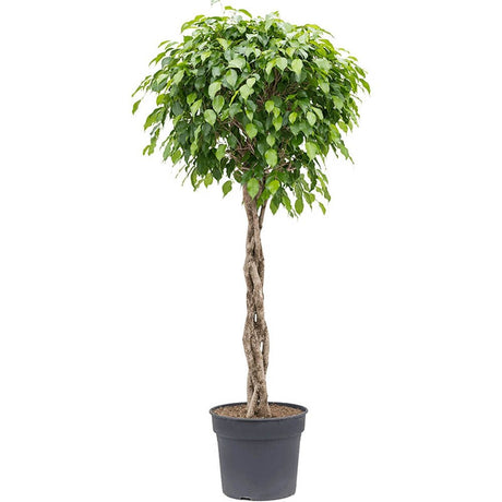 Ficus Benjamina Exotica - Tip Copac cu Tulpina impletita - 140 cm