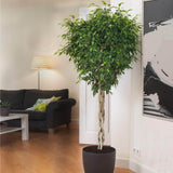 Ficus Benjamina Exotica - Tip Copac cu Tulpina impletita - 140 cm - VERDENA-140 cm inaltime, livrat in ghiveci de 9 l