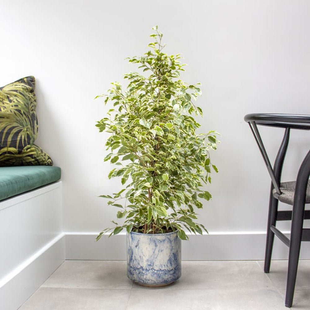 Ficus Benjamina Golden King - 155 cm - VERDENA-155 cm inaltime, livrat in ghiveci de 9 l