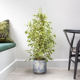 Ficus Benjamina Golden King - 155 cm - VERDENA-155 cm inaltime, livrat in ghiveci de 9 l