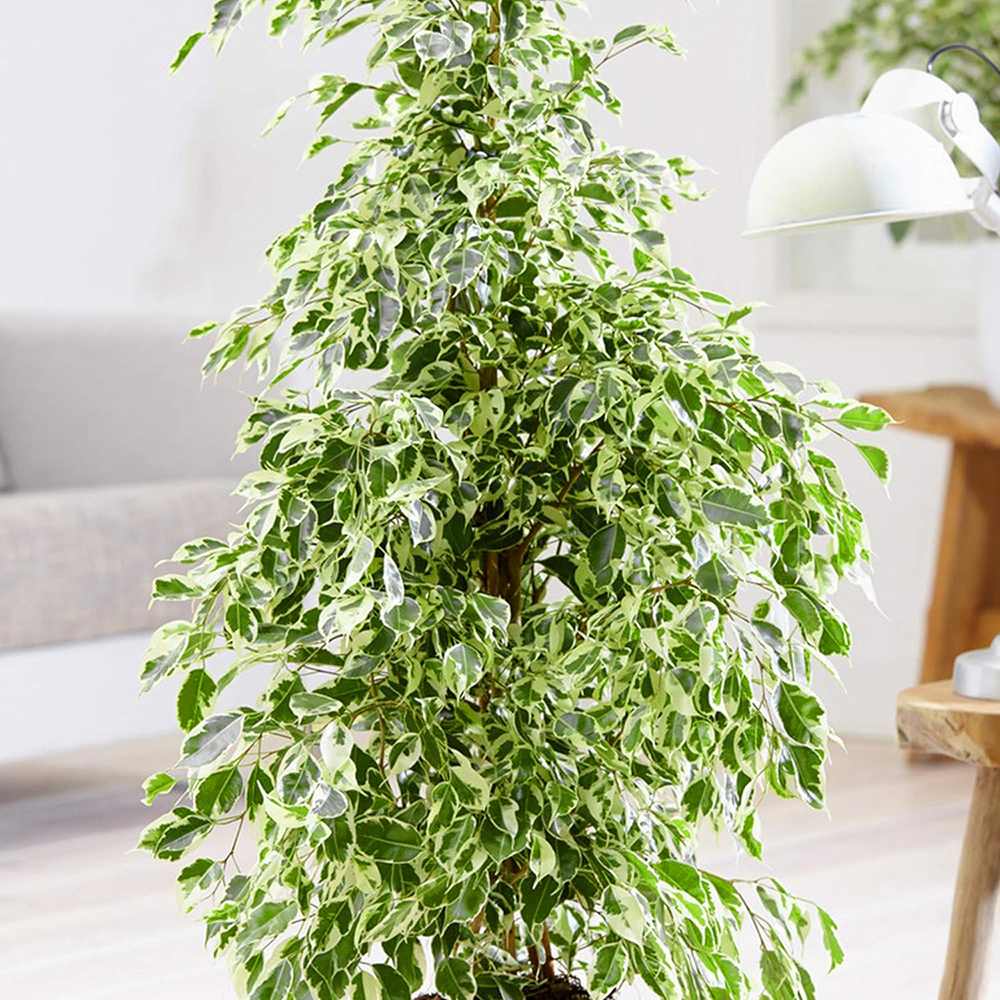 Ficus Benjamina Golden King - 155 cm - VERDENA-155 cm inaltime, livrat in ghiveci de 9 l