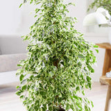 Ficus Benjamina Golden King - 155 cm - VERDENA-155 cm inaltime, livrat in ghiveci de 9 l