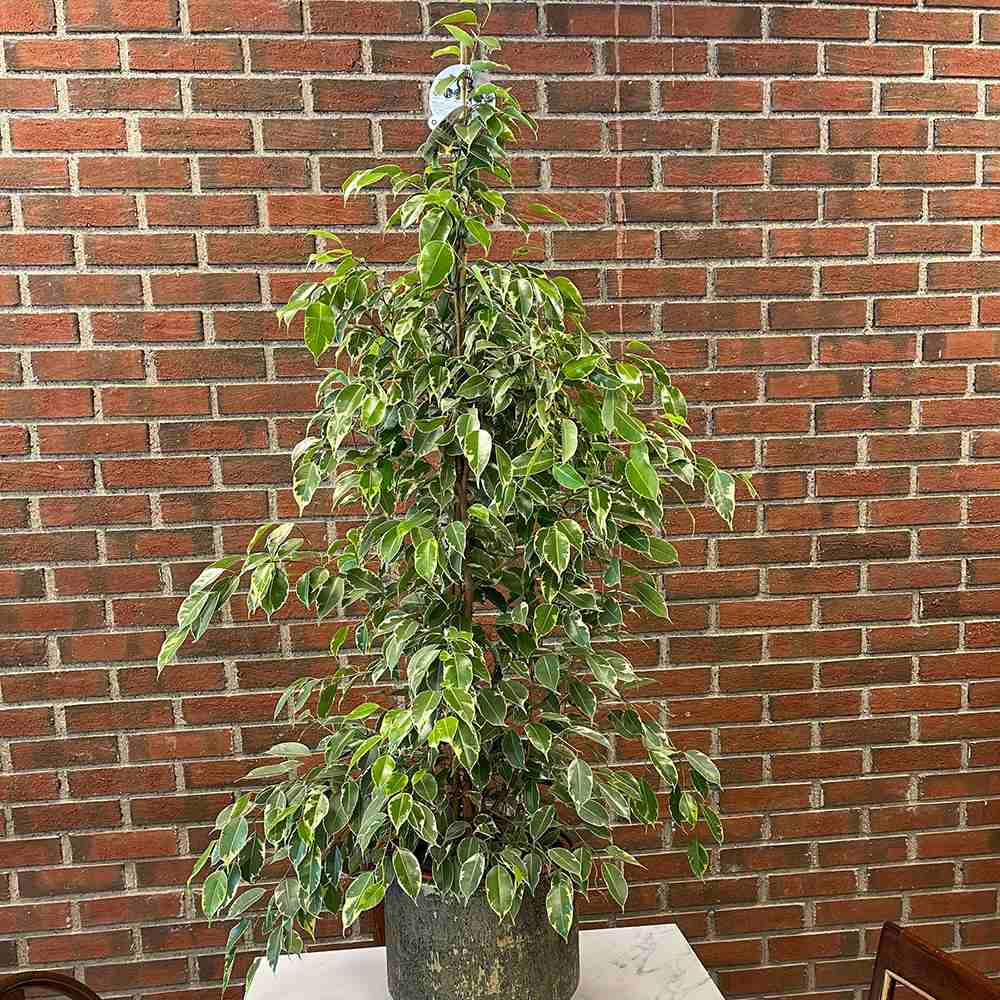 Ficus Benjamina Golden King - 155 cm - VERDENA-155 cm inaltime, livrat in ghiveci de 9 l