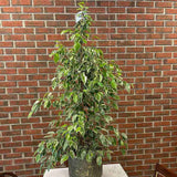 Ficus Benjamina Golden King - 155 cm - VERDENA-155 cm inaltime, livrat in ghiveci de 9 l