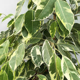 Ficus Benjamina Golden King - 155 cm - VERDENA-155 cm inaltime, livrat in ghiveci de 9 l