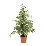 Ficus Benjamina Golden King - 155 cm - VERDENA-155 cm inaltime, livrat in ghiveci de 9 l