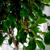 Ficus Benjamina - Tip Copac cu Tulpina impletita - 100 cm - VERDENA-100 cm inaltime, livrat in ghiveci de 5 l