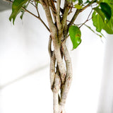 Ficus Benjamina - Tip Copac cu Tulpina impletita - 100 cm - VERDENA-100 cm inaltime, livrat in ghiveci de 5 l