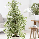 Ficus benjamina 'Twilight' - 105 cm - VERDENA-105 cm inaltime livrat in ghiveci de 4.5 L