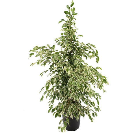 Ficus benjamina 'Twilight' - 105 cm - VERDENA-105 cm inaltime livrat in ghiveci de 4.5 L