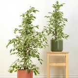 Ficus benjamina 'Twilight' - 90-100 cm - VERDENA-110 cm inaltime, livrat in ghiveci de 4.5 l