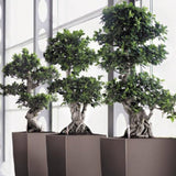 Ficus Bonsai Ginseng - 110/120 cm - VERDENA-110-120 cm inaltime, livrat in ghiveci de 17 l