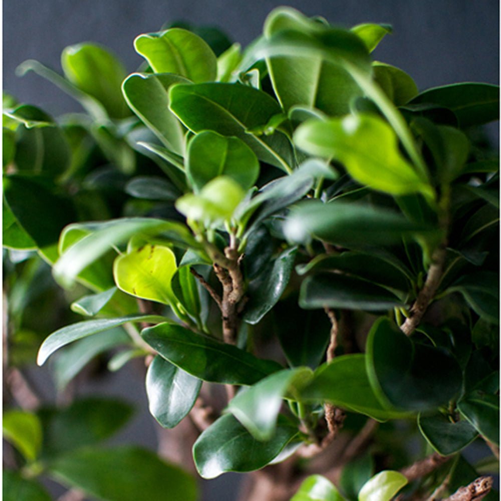 Ficus Bonsai Ginseng - 30 cm - VERDENA-30 cm inaltime, livrat in ghiveci de 0.7 l