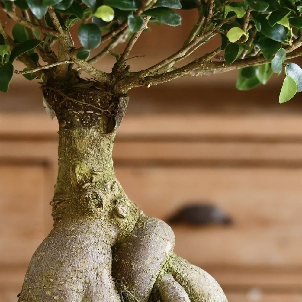 Ficus Bonsai Ginseng - 30 cm - VERDENA-30 cm inaltime livrat in ghiveci de 1.2 L