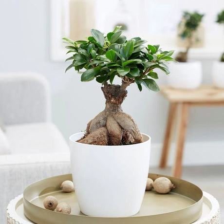 Ficus Bonsai Ginseng - 30 cm - VERDENA-30 cm inaltime livrat in ghiveci de 1.2 L