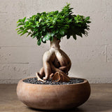 Ficus Bonsai Ginseng - 40 cm - VERDENA-40 cm inaltime, livrat in ghiveci de 3 l