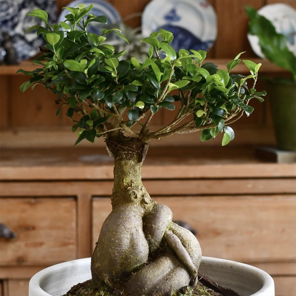 Ficus Bonsai Ginseng - 40 cm - VERDENA-40 cm inaltime livrat in ghiveci cu Ø de 23 cm