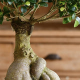 Ficus Bonsai Ginseng - 40 cm - VERDENA-40 cm inaltime livrat in ghiveci cu Ø de 23 cm