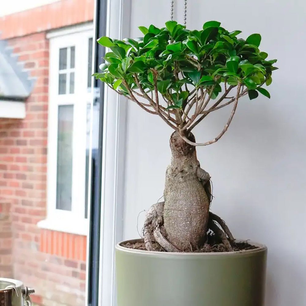 BONSAI出品 Bonsai - Ficus Ginseng + Vas ceramica Deluxe | Florarie Targoviste