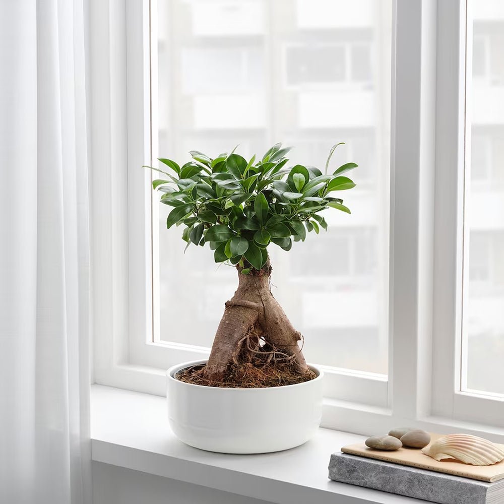Ficus Bonsai Ginseng - 40 cm - VERDENA-40 cm inaltime, livrat in ghiveci de 3 l