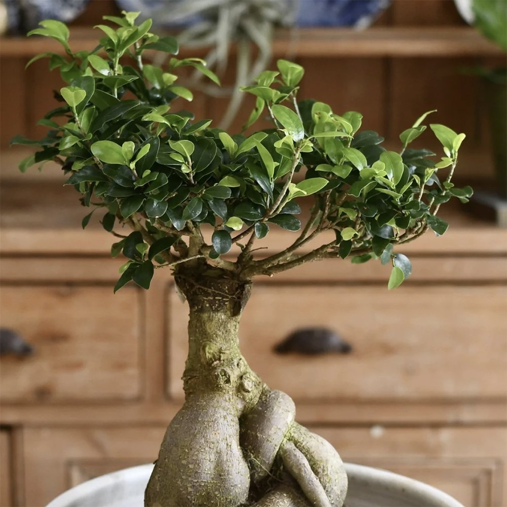 Ficus Bonsai Ginseng - 50 cm - VERDENA-50 cm inaltime livrat in ghiveci de 7 L