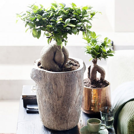 Ficus Bonsai Ginseng - 50 cm - VERDENA-50 cm inaltime livrat in ghiveci de 7 L