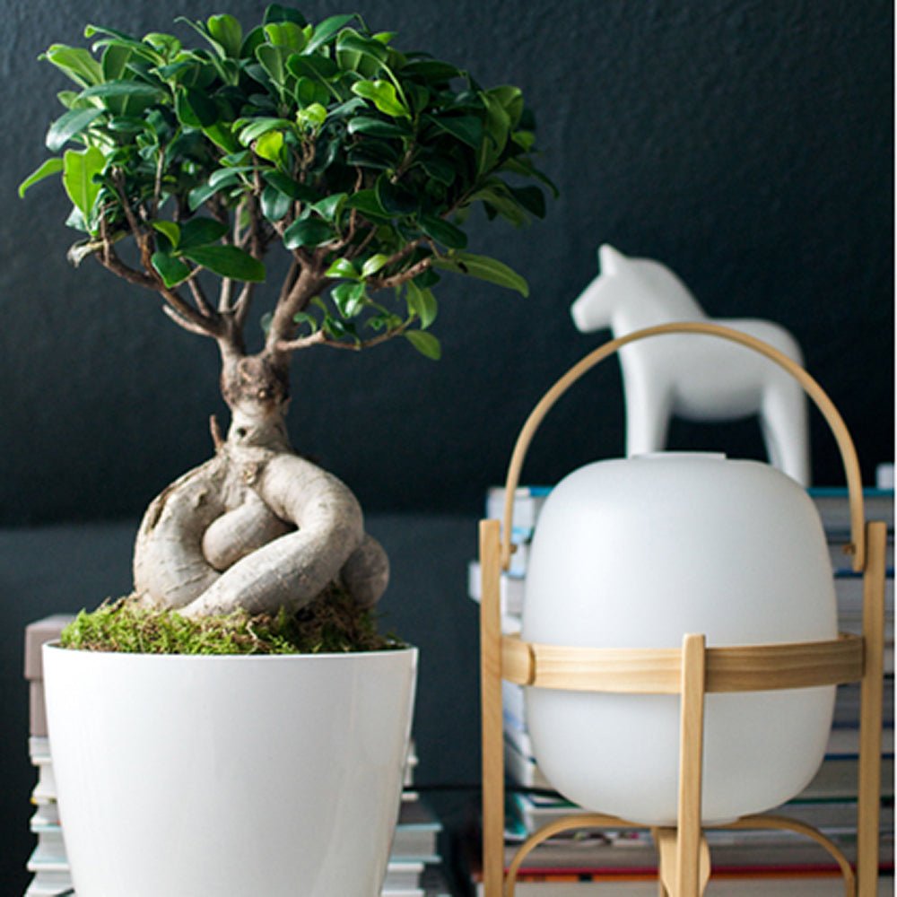 Ficus Bonsai Ginseng - 50 cm - VERDENA-50 cm inaltime, livrat in ghiveci de 7 l