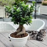 Ficus Bonsai Ginseng - 60 cm - VERDENA-55-65 cm inaltime, livrat in ghiveci de 4.5 l