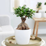 Ficus Bonsai Ginseng - 60 cm - VERDENA-60 cm inaltime livrat in ghiveci cu Ø de 22 cm