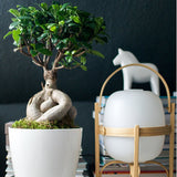 Ficus Bonsai Ginseng - 90 cm