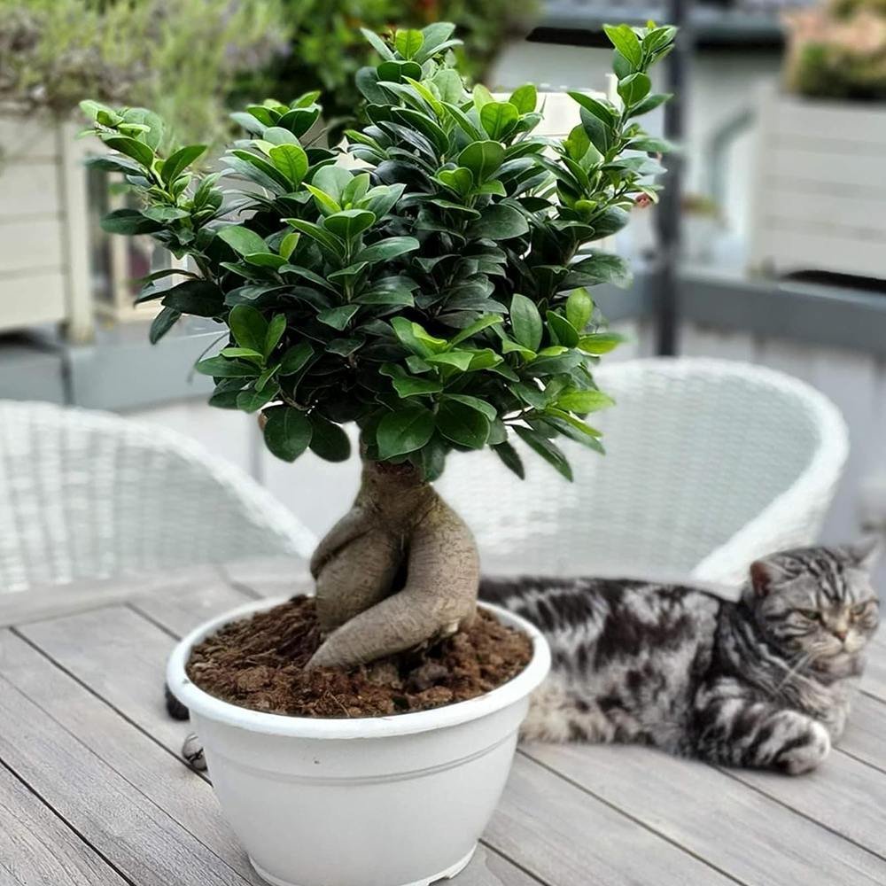 Ficus Bonsai Ginseng - 90 cm