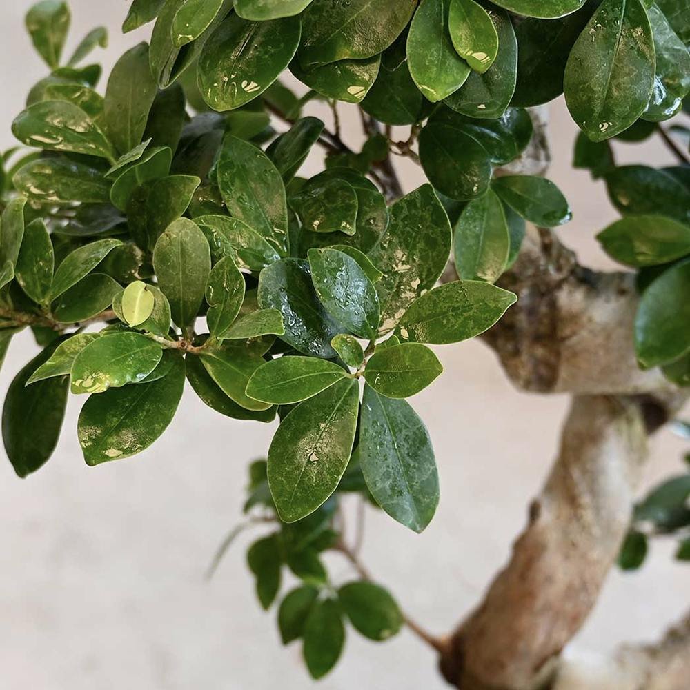 Black Friday - Reduceri Ficus Bonsai Ginseng Forma Spirala -110 cm Promotie