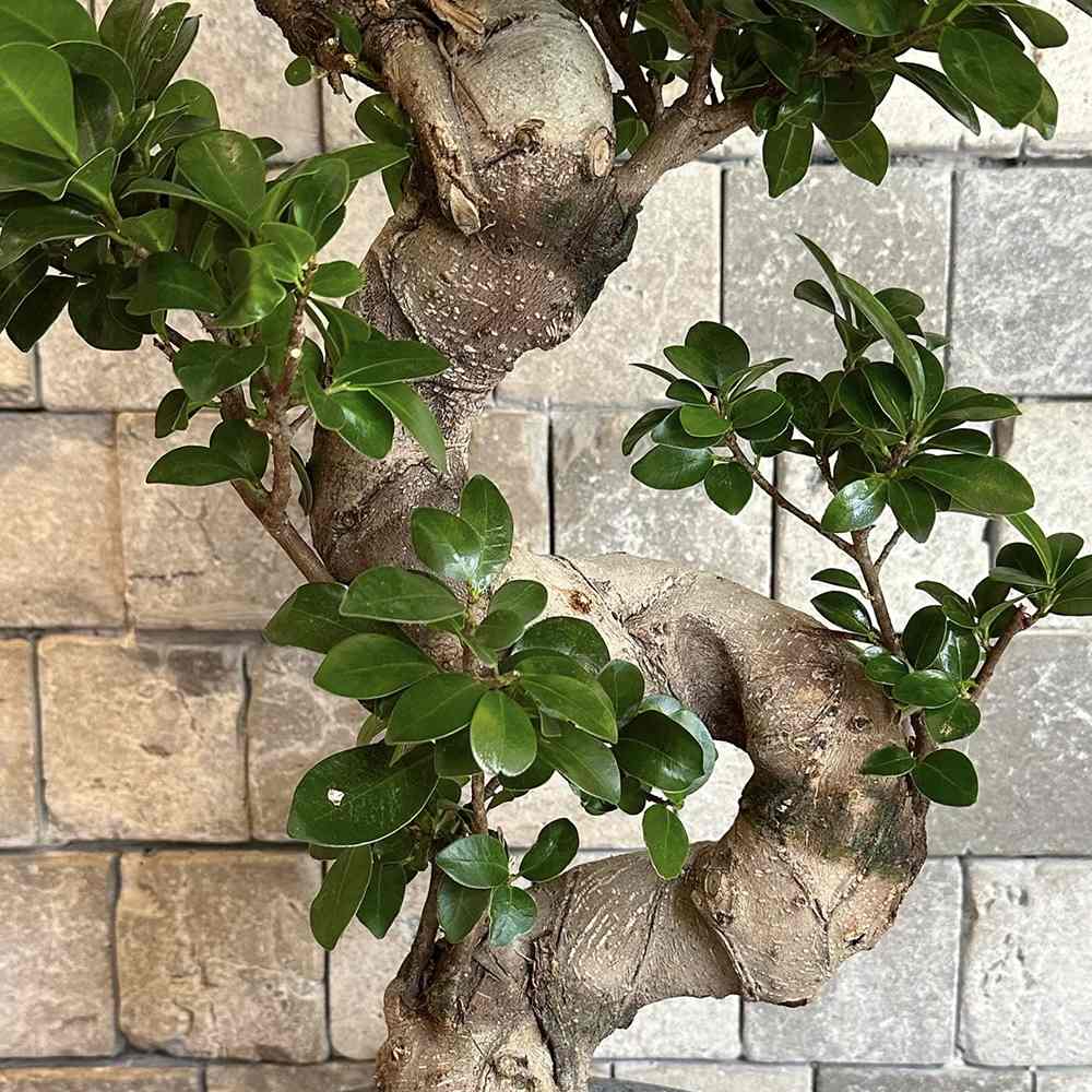 Black Friday - Reduceri Ficus Bonsai Ginseng Forma Spirala -110 cm Promotie