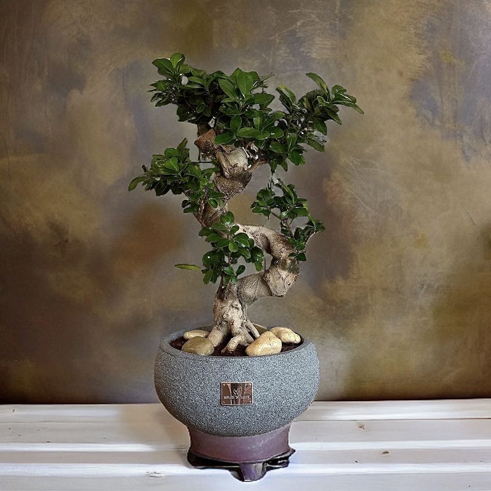 Black Friday - Reduceri Ficus Bonsai Ginseng Forma Spirala -110 cm Promotie