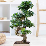 Ficus Bonsai Ginseng Forma Spirala - 70 cm - VERDENA-70 cm inaltime, livrat in ghiveci de 7 l
