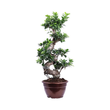 Ficus Bonsai Ginseng Forma Spirala - 70 cm - VERDENA-70 cm inaltime, livrat in ghiveci de 9 l