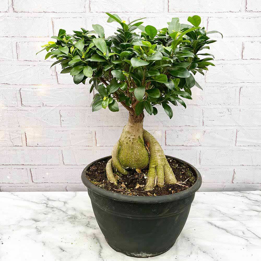 Ficus Bonsai Ginseng XXL - 50-55 cm - VERDENA-50-55 cm inaltime, livrat in ghiveci de 15 l