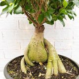Ficus Bonsai Ginseng XXL - 50-55 cm - VERDENA-50-55 cm inaltime, livrat in ghiveci de 15 l