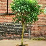 Ficus Columnar - 150 cm