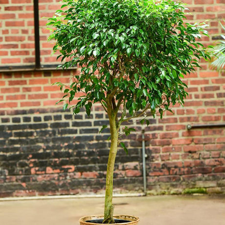 Ficus Columnar - 150 cm, livrat in ghiveci cu diametru de 34cm si 30cm inaltime