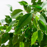 Ficus Columnar - 150 cm