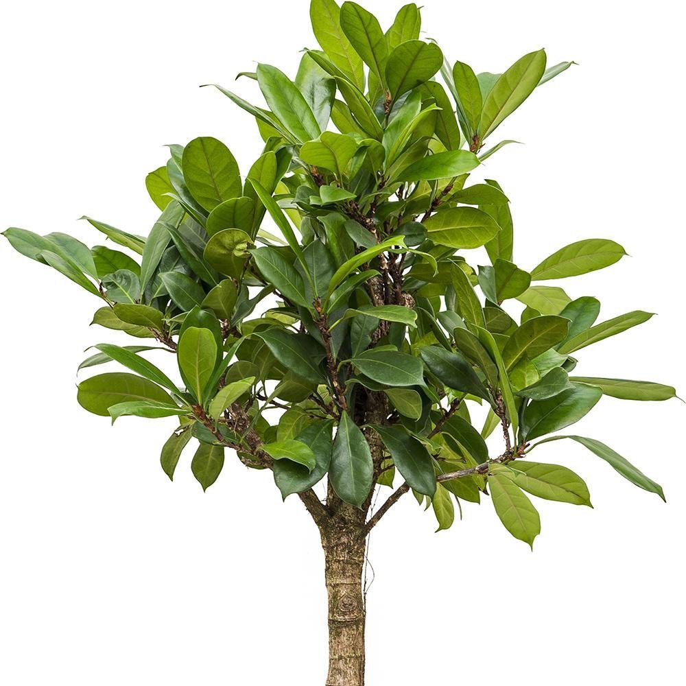 Ficus Cyathistipula - 100 cm - VERDENA-100 cm inaltime livrat in ghiveci cu Ø de 24 cm