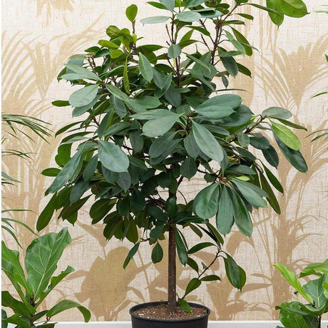 Ficus Cyathistipula - 100 cm - VERDENA-100 cm inaltime livrat in ghiveci cu Ø de 24 cm