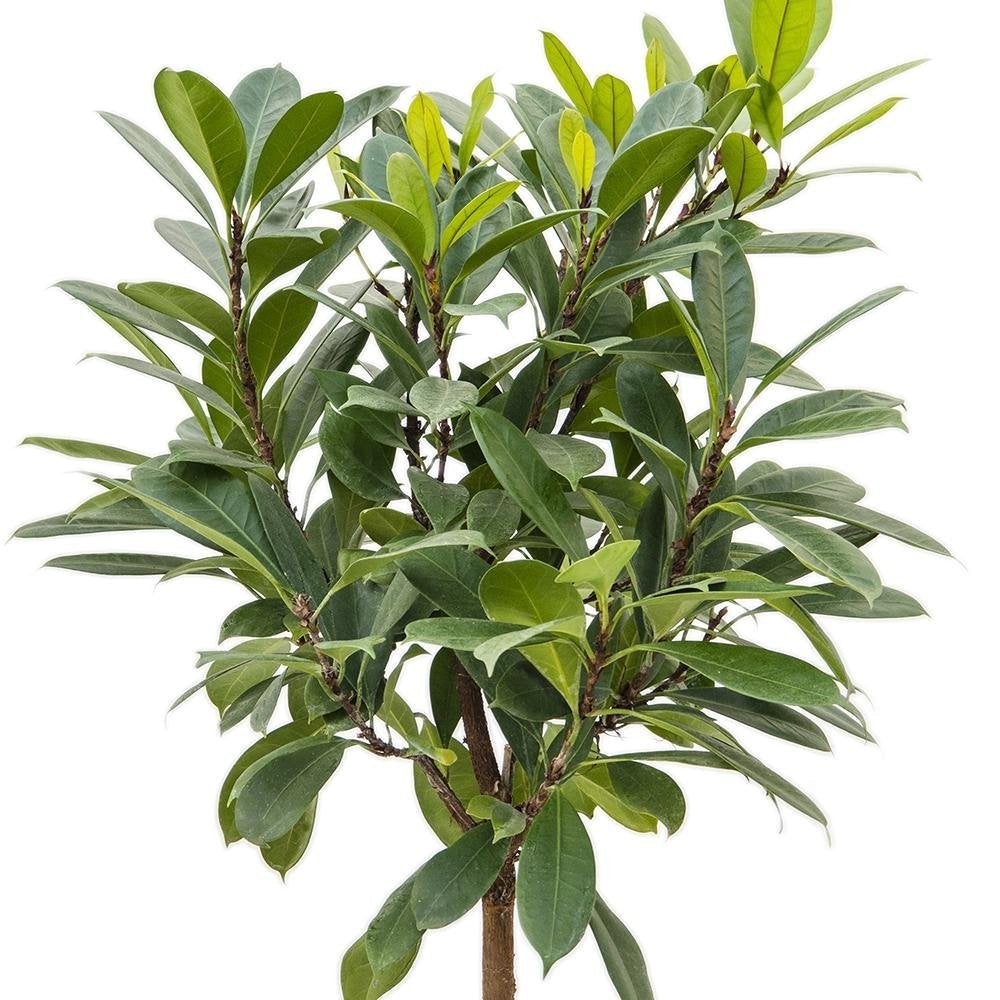 Ficus Cyathistipula - 130 cm - VERDENA-130 cm la livrare, in ghiveci cu Ø de 23 cm