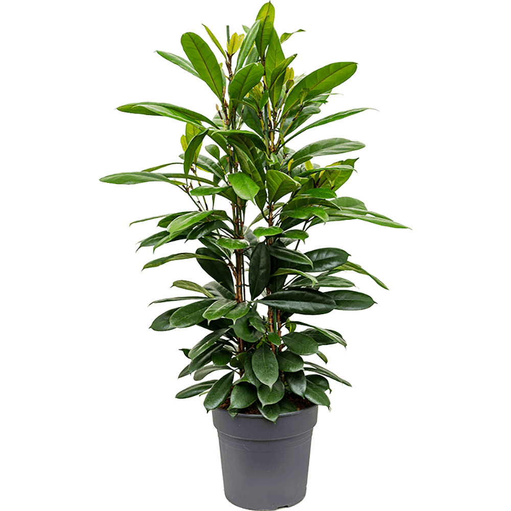 Ficus Cyathistipula - 130 cm - VERDENA-130 cm la livrare, in ghiveci cu Ø de 23 cm