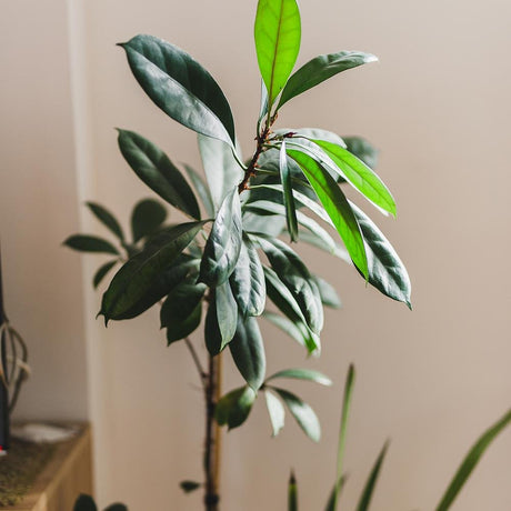 Ficus cyathistipula - 140 cm, livrat in ghiveci cu diametru de 34cm si 32cm inaltime