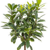Ficus cyathistipula - 150 cm, livrat in ghiveci cu diametru de 30cm si 27cm inaltime