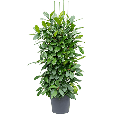 Ficus Cyathistipula - 170 cm - VERDENA-170 cm la livrare, in ghiveci cu Ø de 32 cm