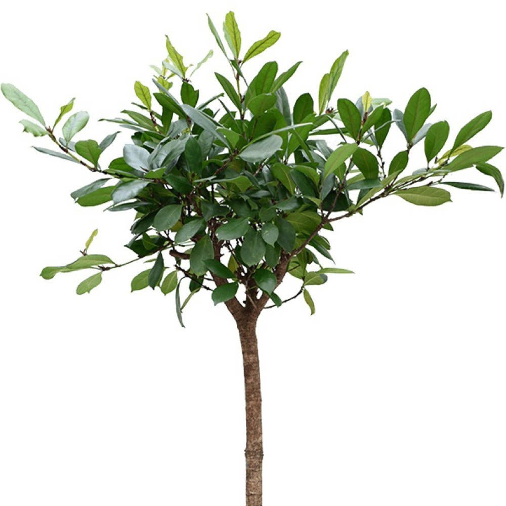 Ficus Cyathistipula (altoit pe tulpina) - 140 cm - VERDENA-140 cm inaltime livrat in ghiveci de 13 L