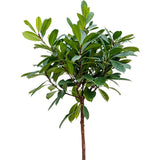 Ficus Cyathistipula (altoit pe tulpina) - 140 cm - VERDENA-140 cm inaltime livrat in ghiveci de 13 L